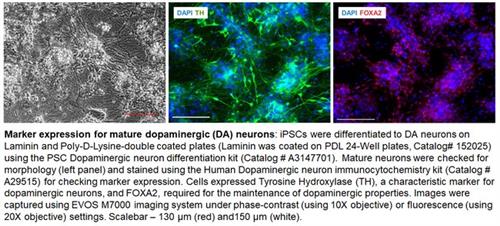 152034 | 6 Well Multidish Collagen I